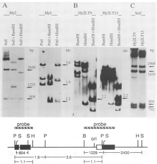FIG. 3.fragmentthatpresenceisas(seeSstI(not produced G418-resistant Southern blot analysis of Hy2 cells (top) and map of the viral insert (bottom)