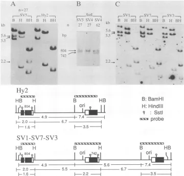 FIG. 4.frombytransfectantstheaftercellof fragments Southern blot analysis of SV40 transfectants