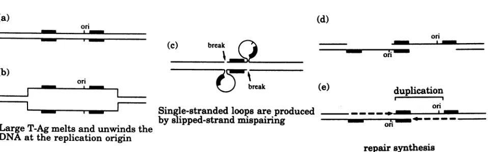 FIG. 7.atreplication,occur the Model explaining the role of large T-Ag in recombination