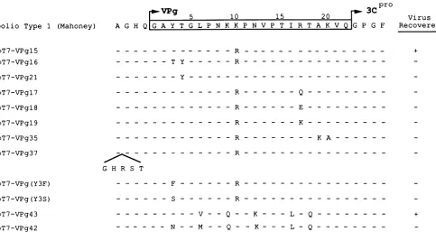 FIG.1.lysinebyreplacingvirus Schematic representation of poliovirus type 1 (Mahoney) and mutant VPgs