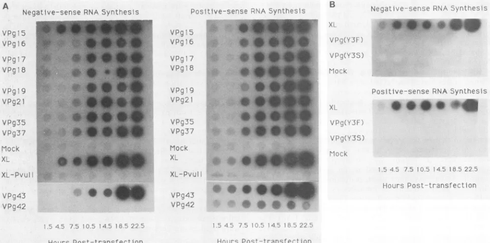 FIG. 2.harvestedof32P-labeled all Quantitative comparison of viral RNA synthesis in transfected HeLa cells