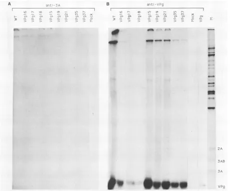 FIG. 3.cellsandantiserum['4C]lysine-labeled Immunoprecipitation of poliovirus-specific proteins by VPg- and 3A-specific antiserum