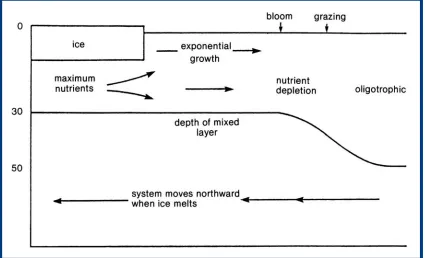 Fig. 8: Schematic illustration of the ice-edge effect. (from Sakshaug, 1990).