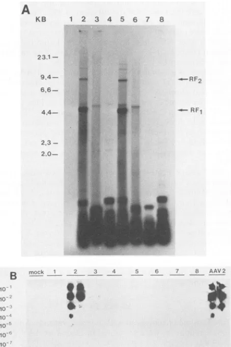 FIG.2.infectedHeLa Phenotypes of AAV-2 mutants with HSV as helper virus. cells were transfected with AAV-2 wt or mutant genomes and with HSV-1