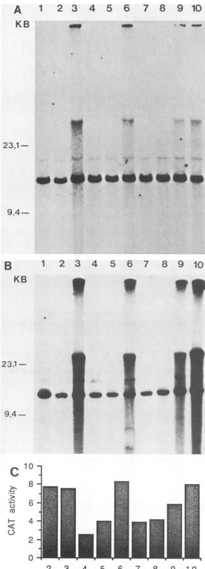 FIG. 4.genomicdifferentbandrestrictionamplification-inducing32P-labeledSV40 Effects of wt and mutant AAV genomes on HSV-induced DNA amplification.(A) Southernblot of SacI-restricted DNA of Elonall cells transfected with the set of HSV genes (pH9, pH6, pH8,