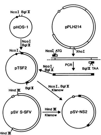 FIG.1.theusedNcoI-BgIIIvector,mammalianligatedencodingtionnsP2tionwas Plasmid constructs