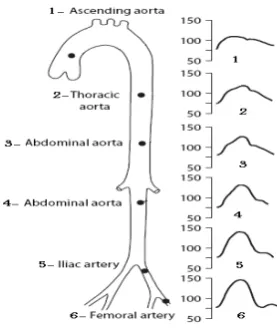Table 1 – Calculated Values for Elements of Circuit from  artery parameters  