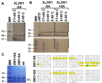 Figure 2.3 MTD is Present in Immunopurified, Crosslinked Complexes (A, B) MTD is present in both heated and unheated elutions from crosslinked (XL) 2W1 crude extract