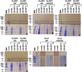 Figure A.1. MTD-Complex Co-Immunopurification After blotting, gels stained with Coomassie Blue are shown below their corresponding immunoblots