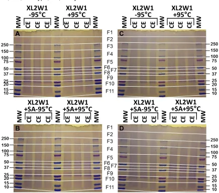 Figure B.1. In-Gel Digestion Fractions A total of 11 fractions (F1-F11) were excised from each lane using MW for reference