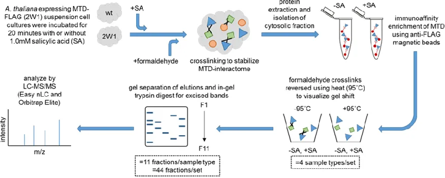 Figure 2.1 Sample Preparation Workflow Wild-type (wt) and transformed cells (2W1) were both treated with SA and formaldehyde crosslinked