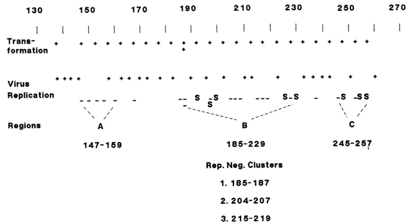 FIG.1.groupsweredifferentwerereplicationSV40; Plaque formation and transformation assays of T-antigen mutants