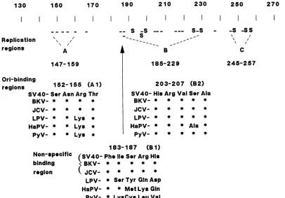 FIG. 6.(BKV),theimportantcentralelsewhere Sequence elements of the ori-binding motif. The ori-binding motif is thought to be composed of three sequence elements