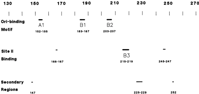 FIG. 7.importantseveral Map of important regions in the DNA-binding domain. Three categories of elements are shown