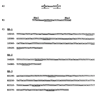 FIG. 1.GREs.constructionmouse EBV sequences selected as potential GREs. (A) Perfect palindrome GRE consensus sequence