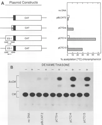 FIG. 2.testingofaexperiment.region.1 ,uM CAT [14C]chloramphenicol. Effect of dexamethasone on CAT reporter plasmids containing ES-1 and the HSV-TK promoter