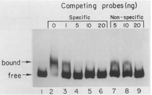 FIG.5.byHincII-BamHIpresencewastopurifiedES-1 each Binding of GR to ES-1 sequence. Binding was detected the shift in mobility of the DNA fragment incubated in the of GR protein