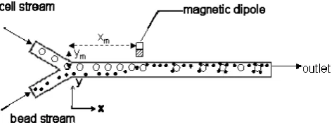 Figure 1. Schematic diagram of the modeled microfluidic device for cell capture. 