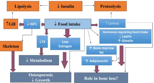 Figure 1 Main mechanisms of bone involvement in anorexia nervosa.