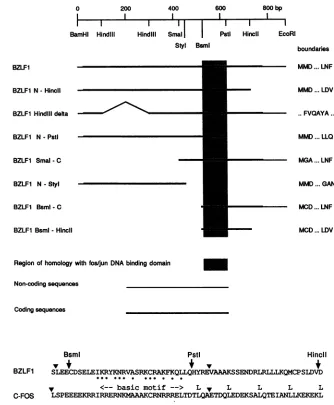 FIG. 1.residuesillustratesequencessequence BZLF1 deletion mutants. The structures of the BZLF1 deletion mutants are shown beneath a restriction map of the EBV in the BZLF1 cDNA (SP64-BZLF1)