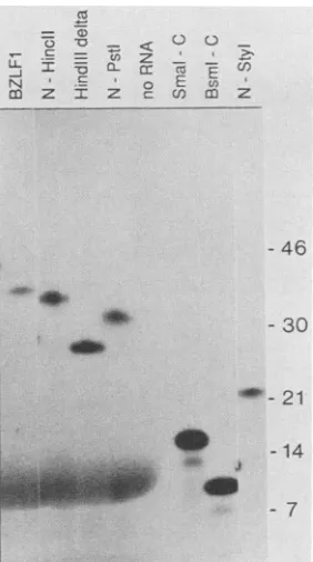 FIG.'.from0,ingtheoligonucleotideanMethods).withElectrophoresis No deletion unrelated to reticulocyte various 374.RIF the oligonucleotide 3