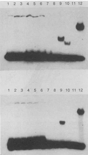 FIG. 6.EcoRI.usingproteinDNA.usedDNAspromoter)4,andadded.tion,protein;markersDNAide103650;106670