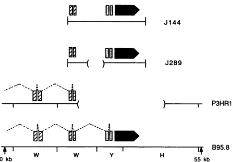 FIG.1.uniqueJ289quencestheoftheEBNA-LPofEBNA2BYRF1subfragmentstrain the the Schematic representation of the B95.8 EBV DNA se- present in the recombinant vectors J144 and J289