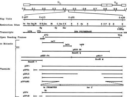 FIG. 1.abbreviatedandof ts Map location of HSV pol. The locations ofpol transcript, open reading frames, and relevant restriction sites and the mapped limits mutations are shown
