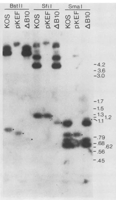 FIG. 8.the(22).shown Enlarged view of sequences removed from AB10. The location of the pol transcript is indicated O-), and open reading frames are (=)