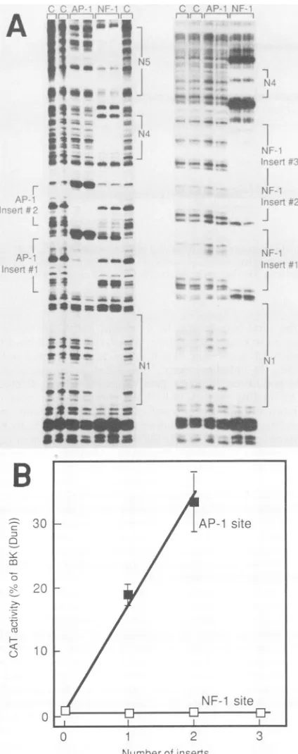 TABLE 1. Analysis of BKV early promoter activity in vivoa