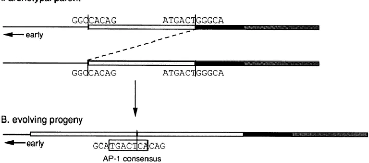 FIG. 3.blockssequence Evolution of AP-1 binding sites across repeat junctions. (A) Regulatory region of the proposed archetype, BK(WW)