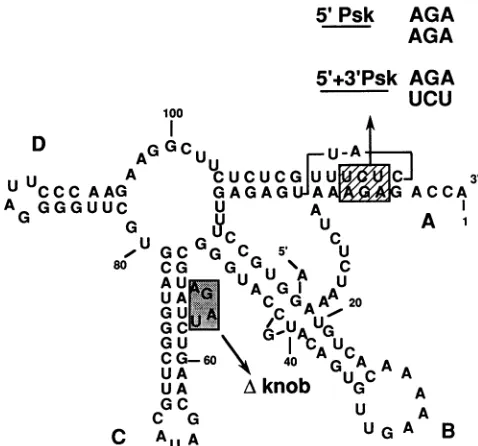 FIG.ionthe ofnwhich1. Secondary structure the 3' reg four BMV RNAs. The sequence show] the mutations we studied have been iintroduced.