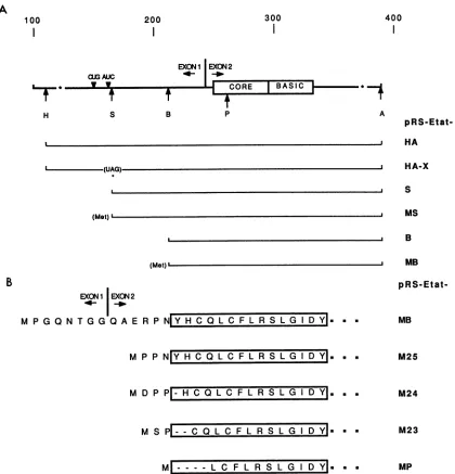 FIG. 5.isfrominitiationRestrictioninindicated.proteinspRS-Etat-HA.(Met)tat shown, pRS-Etat-M24, (A) Structures of cDNA expression plasmids