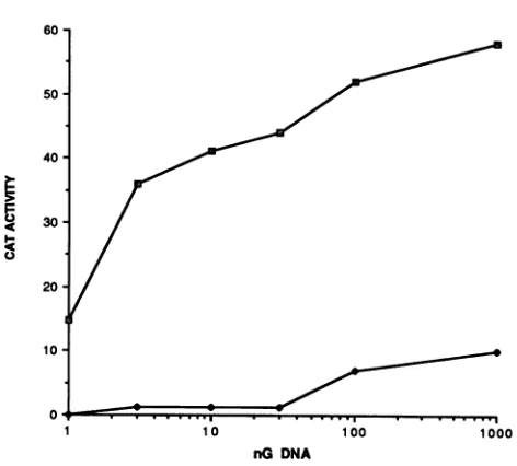 TABLE 3. trans activation of EIAV and HIV LTRs in variouscell lines by EIAV and HIV Tat expression plasmids
