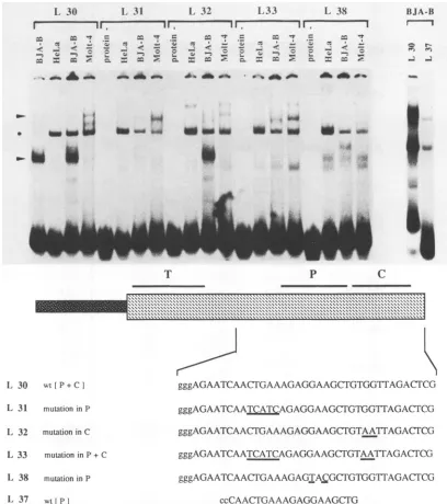 FIG. 2.T-cell-specificoftwoisinLPVsufficientL due 31, Fig. the Comparison of the patterns of binding of nuclear extracts from BJA-B, MOLT 4, and HeLa cells to the Pu box-core region of the enhancer in gel retardation assays