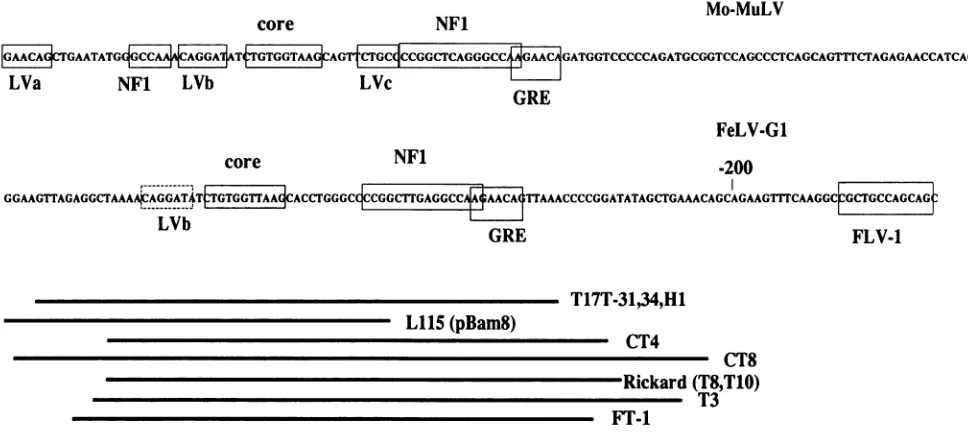 FIG. 5.TheDNase2upstream and Binding motifs in the FeLV LTR compared with those in the MoMuLV LTR (43)