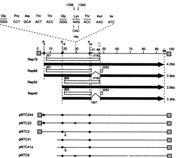 FIG.1.andcirclesandto38),pNTC8position(indicatedspeciesscheme100 a AAV rep gene structure and consensus purine nucleotide binding site sequence