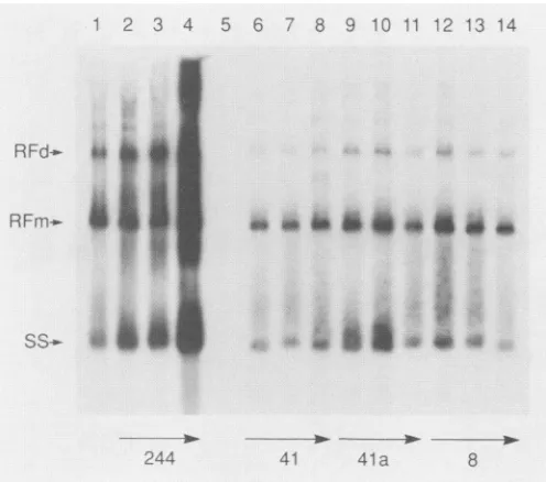 FIG. 6.toAdenovirus-infectedpNTC244pNTC41additionalmixturesreplicationmutant 14) Replication of wild-type AAV DNA in the presence of AAV genomes producing only p19-encoded Rep proteins