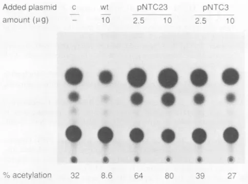 FIG. 8.fection.plasmidplasmidpTS1810 ,ug trans-Regulation by rep of expression from a p40-cat (pTS18) in uninfected 293 cells