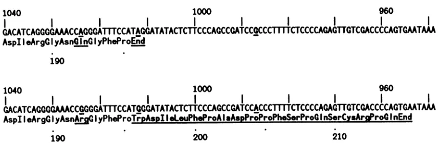 FIG.1.Thechanges Microheterogeneity on antigenomic HDV RNA in the region spanning the C terminus of the coding region for the delta antigen