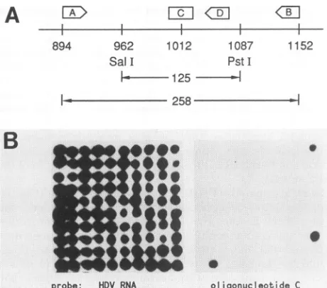 FIG. 3.PstIdideoxyandclonableHDVingside).screenedsuch Recombinant DNA cloning and sequencing of specific RNA sequences