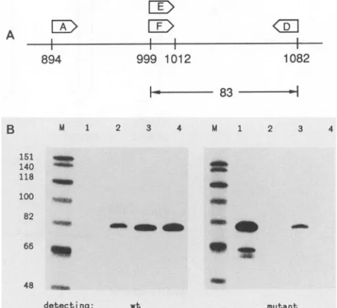 FIG. 4.rightwasThechangesprimerwereawithmodifiedperfectdigestednumbersRNArespectively.PCRcontrolsmutated denaturing PCR-basedapproachtodetectspecificsingle-base in HDV RNAs