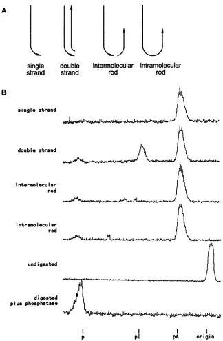 FIG. 5.amounts5additionalofbeforeindicated was [a-32P]ATP. Ability of HDV RNA structures to act as substrates for RNA duplex unwindase