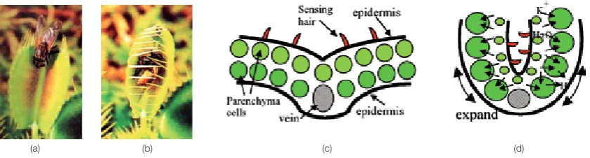 Fig. 1 Venus Fly Trap action in catching a flying insect, (a) insect touches at least two antennas located in the middle of leaf, (b) rapid closure of the leaves trap the insect, (c) cross section view before the leaf motion (d) after the leaf motion (Taya, 2007).