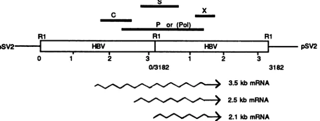 FIG.1.inpermutationantigenreferences the Transcription map of HBV drawn with a DNA template in a head-to-tail tandem dimer configuration, which is like a circular of a covalently closed circular form