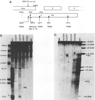 FIG. 2.aboveformsconvenientCorecontaintheSouthernsakenear (A) Schematic representation of different mutation positions in the pol ORF