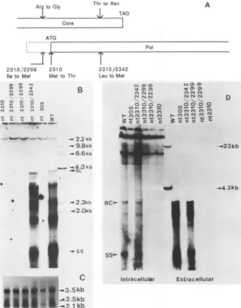 FIG. 3.CorepanelstranscriptsindicatesHBV-specificsingle (A) Schematic representation of the positions of newly created methionine codons in the pol ORF