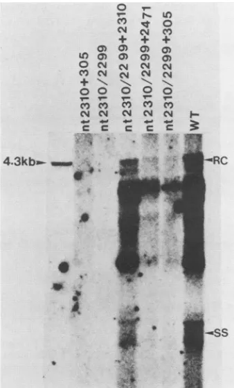FIG. 5. Potential strategies of HBV pol gene expression. See text for references.