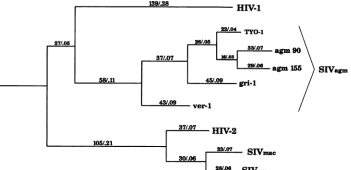FIG. 4.TheadescribednumberlengththeandDNABOOTvariable)viruses second Minimum-length evolutionary tree based on LTR nucleotide sequences of primate lentiviruses