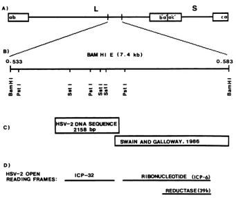 FIG.1.genetwoHSV-2sites. (A) Position on the HSV-2 (G) genome of the DNA sequenced in this study